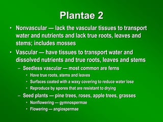 Plantae 2
• Nonvascular — lack the vascular tissues to transport
water and nutrients and lack true roots, leaves and
stems; includes mosses
• Vascular — have tissues to transport water and
dissolved nutrients and true roots, leaves and stems
– Seedless vascular — most common are ferns
• Have true roots, stems and leaves
• Surfaces coated with a waxy covering to reduce water lose
• Reproduce by spores that are resistant to drying
– Seed plants — pine trees, roses, apple trees, grasses
• Nonflowering — gymnospermae
• Flowering — angiospermae
 
