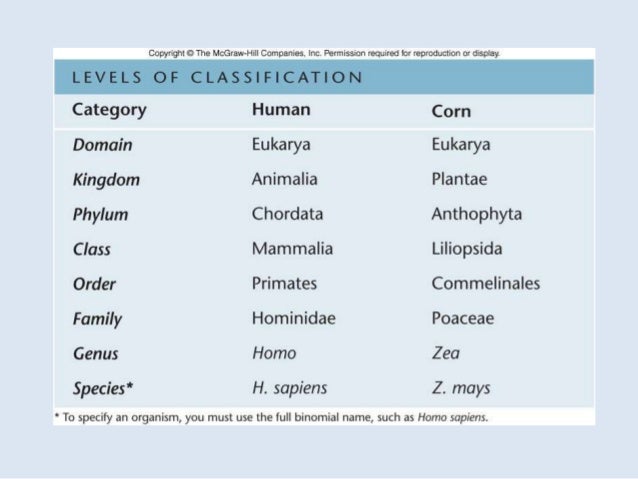 Levels of classification