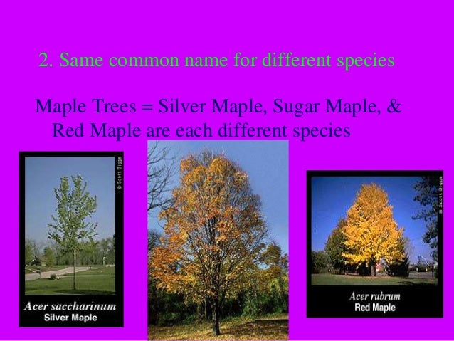 what is the linnaean classification for sugar maples