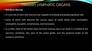PRIMARY LYMPHATIC ORGANS
• Red Bone Marrow
• It is the site of stem cells that are ever capable of dividing and producing blood cells.
• Some of these cells become the various types of white blood cells: neutrophils,
eosinophils, basophils, lymphocytes, and monocytes.
• In a child, most of the bones have red bone marrow, but in an adult it is limited to the
sternum, vertebrae, ribs, part of the pelvic girdle, and the proximal heads of the
humerus and femur.
 