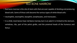 RED BONE MARROW
• Red bone marrow is the site of stem cells that are ever capable of dividing and producing
blood cells. Some of these cells become the various types of white blood cells:
• neutrophils, eosinophils, basophils, lymphocytes, and monocytes .
• In a child, most bones have red bone marrow, but in an adult it is limited to the sternum,
vertebrae, ribs, part of the pelvic girdle, and the proximal heads of the humerus and
femur.
 