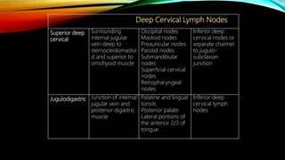 Deep Cervical Lymph Nodes
Superior deep
cervical
Surrounding
internal jugular
vein deep to
sternocleidomastoi
d and superior to
omohyoid muscle
Occipital nodes
Mastoid nodes
Preauricular nodes
Parotid nodes
Submandibular
nodes
Superficial cervical
nodes
Retropharyngeal
nodes
Inferior deep
cervical nodes or
separate channel
to jugulo-
subclavian
junction
Jugulodigastric Junction of internal
jugular vein and
posterior digastric
muscle
Palatine and lingual
tonsils
Posterior palate
Lateral portions of
the anterior 2/3 of
tongue
Inferior deep
cervical lymph
nodes
 