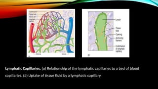 Lymphatic Capillaries. (a) Relationship of the lymphatic capillaries to a bed of blood
capillaries. (b) Uptake of tissue fluid by a lymphatic capillary.
 