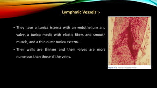 Lymphatic Vessels :-
• They have a tunica interna with an endothelium and
valve, a tunica media with elastic fibers and smooth
muscle, and a thin outer tunica externa.
• Their walls are thinner and their valves are more
numerous than those of the veins.
 