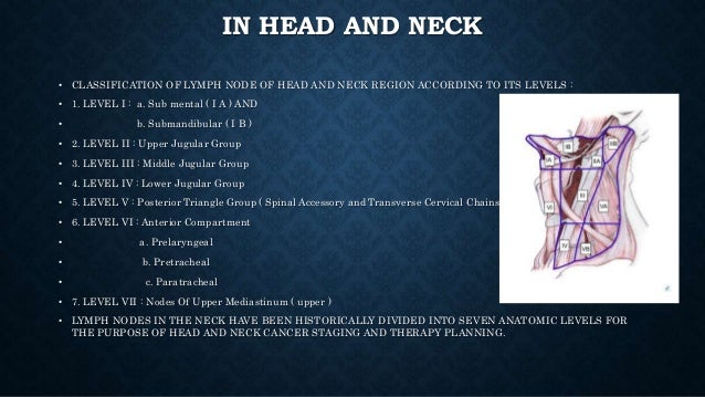 Levels of lymph nodes in head and neck
