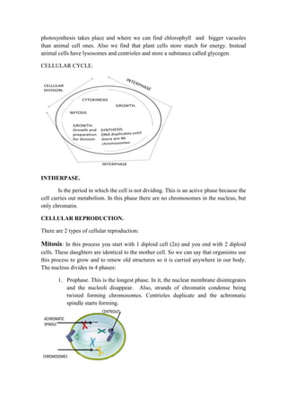 photosynthesis takes place and where we can find chlorophyll and bigger vacuoles
than animal cell ones. Also we find that plant cells store starch for energy. Instead
animal cells have lysosomes and centrioles and store a substance called glycogen.
CELLULAR CYCLE.

INTHERPASE.
Is the period in which the cell is not dividing. This is an active phase because the
cell carries out metabolism. In this phase there are no chromosomes in the nucleus, but
only chromatin.
CELLULAR REPRODUCTION.
There are 2 types of cellular reproduction:

Mitosis: In this process you start with 1 diploid cell (2n) and you end with 2 diploid
cells. These daughters are identical to the mother cell. So we can say that organisms use
this process to grow and to renew old structures so it is carried anywhere in our body.
The nucleus divides in 4 phases:
1. Prophase. This is the longest phase. In it, the nuclear membrane disintegrates
and the nucleoli disappear. Also, strands of chromatin condense being
twisted forming chromosomes. Centrioles duplicate and the achromatic
spindle starts forming.

 