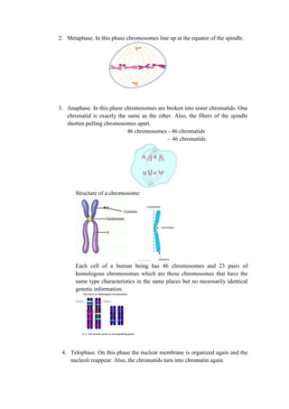2. Metaphase. In this phase chromosomes line up at the equator of the spindle.

3. Anaphase. In this phase chromosomes are broken into sister chromatids. One
chromatid is exactly the same as the other. Also, the fibers of the spindle
shorten pulling chromosomes apart.
46 chromosomes - 46 chromatids
- 46 chromatids.

Structure of a chromosome:

Each cell of a human being has 46 chromosomes and 23 pairs of
homologous chromosomes which are those chromosomes that have the
same type characteristics in the same places but no necessarily identical
genetic information.

4. Telophase. On this phase the nuclear membrane is organized again and the
nucleoli reappear. Also, the chromatids turn into chromatin again.

 