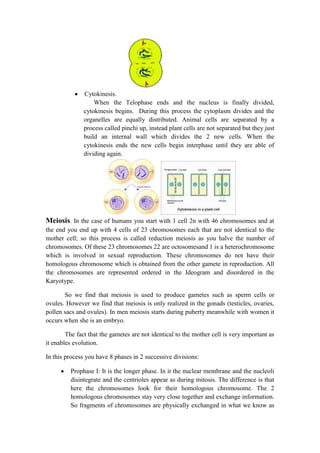 Cytokinesis.
When the Telophase ends and the nucleus is finally divided,
cytokinesis begins. During this process the cytoplasm divides and the
organelles are equally distributed. Animal cells are separated by a
process called pinchi up, instead plant cells are not separated but they just
build an internal wall which divides the 2 new cells. When the
cytokinesis ends the new cells begin interphase until they are able of
dividing again.

Meiosis. In the case of humans you start with 1 cell 2n with 46 chromosomes and at
the end you end up with 4 cells of 23 chromosomes each that are not identical to the
mother cell; so this process is called reduction meiosis as you halve the number of
chromosomes. Of these 23 chromosomes 22 are octosomesand 1 is a heterochromosome
which is involved in sexual reproduction. These chromosomes do not have their
homologous chromosome which is obtained from the other gamete in reproduction. All
the chromosomes are represented ordered in the Ideogram and disordered in the
Karyotype.
So we find that meiosis is used to produce gametes such as sperm cells or
ovules. However we find that meiosis is only realized in the gonads (testicles, ovaries,
pollen sacs and ovules). In men meiosis starts during puberty meanwhile with women it
occurs when she is an embryo.
The fact that the gametes are not identical to the mother cell is very important as
it enables evolution.
In this process you have 8 phases in 2 successive divisions:
Prophase I: It is the longer phase. In it the nuclear membrane and the nucleoli
disintegrate and the centrioles appear as during mitosis. The difference is that
here the chromosomes look for their homologous chromosome. The 2
homologous chromosomes stay very close together and exchange information.
So fragments of chromosomes are physically exchanged in what we know as

 