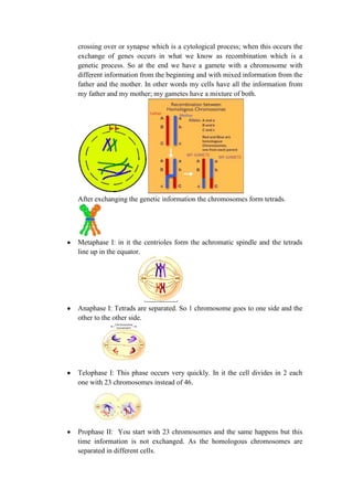 crossing over or synapse which is a cytological process; when this occurs the
exchange of genes occurs in what we know as recombination which is a
genetic process. So at the end we have a gamete with a chromosome with
different information from the beginning and with mixed information from the
father and the mother. In other words my cells have all the information from
my father and my mother; my gametes have a mixture of both.

After exchanging the genetic information the chromosomes form tetrads.

Metaphase I: in it the centrioles form the achromatic spindle and the tetrads
line up in the equator.

Anaphase I: Tetrads are separated. So 1 chromosome goes to one side and the
other to the other side.

Telophase I: This phase occurs very quickly. In it the cell divides in 2 each
one with 23 chromosomes instead of 46.

Prophase II: You start with 23 chromosomes and the same happens but this
time information is not exchanged. As the homologous chromosomes are
separated in different cells.

 