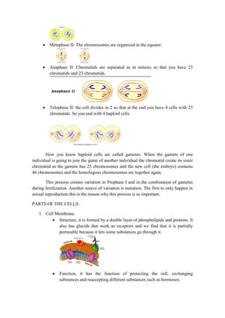 Metaphase II: The chromosomes are organized in the equator.

Anaphase II: Chromatids are separated as in mitosis so that you have 23
chromatids and 23 chromatids.

Telophase II: the cell divides in 2 so that at the end you have 4 cells with 23
chromatids. So you end with 4 haploid cells.

How you know haploid cells are called gametes. When the gamete of one
individual is going to join the game of another individual the chromatid create its sister
chromatid so the gamete has 23 chromosomes and the new cell (the embryo) contains
46 chromosomes and the homologous chromosomes are together again.
This process creates variation in Prophase I and in the combination of gametes
during fertilization. Another source of variation is mutation. The first to only happen in
sexual reproduction this is the reason why this process is so important.
PARTS OF THE CELLS:
1. Cell Membrane.
Structure, it is formed by a double layer of phospholipids and proteins. It
also has glucids that work as receptors and we find that it is partially
permeable because it lets some substances go through it.

Function, it has the function of protecting the cell, exchanging
substances and reaccepting different substances such as hormones.

 