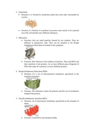 2. Golgi body.
Structure, it is formed by membranes piled onto each other surrounded by
vesicles.

Function, it´s function is to produce Lysosomes and vesicles to be exported
out of the cell and that carry different substances.
3. Ribosomes.
Structure, they are small particles formed by two subunits. They are
different in prokaryotic cells. They can be attached to the Rough
Endoplasmic Reticulum or isolated in the cytoplasm.

Function, their function is the synthesis of proteins. They read RNA and
they transform it into proteins. As we have different genes (fragment of
DNA that codes for a protein), we have different proteins.
4. Rough Endoplasmic Reticulum (RER)
Structure, It´s a set of interconnected membranes specialized in the
transport of proteins.

Function, The ribosomes creates the proteins and this set of membranes
transport the proteins.
5. Smooth endoplasmic reticulum (REL)
Structure, set of interconnect membranes specialized on the transport of
lipids.

Function, it transforms and transports lipids.

 