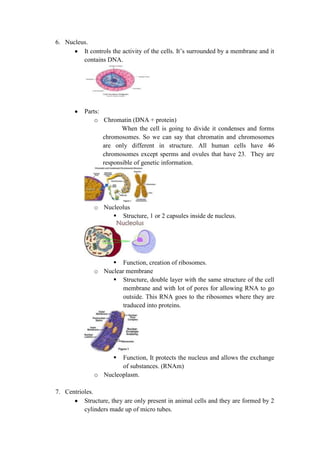 6. Nucleus.
It controls the activity of the cells. It’s surrounded by a membrane and it
contains DNA.

Parts:
o Chromatin (DNA + protein)
When the cell is going to divide it condenses and forms
chromosomes. So we can say that chromatin and chromosomes
are only different in structure. All human cells have 46
chromosomes except sperms and ovules that have 23. They are
responsible of genetic information.

o Nucleolus
 Structure, 1 or 2 capsules inside de nucleus.

 Function, creation of ribosomes.
o Nuclear membrane
 Structure, double layer with the same structure of the cell
membrane and with lot of pores for allowing RNA to go
outside. This RNA goes to the ribosomes where they are
traduced into proteins.



Function, It protects the nucleus and allows the exchange
of substances. (RNAm)
o Nucleoplasm.
7. Centrioles.
Structure, they are only present in animal cells and they are formed by 2
cylinders made up of micro tubes.

 