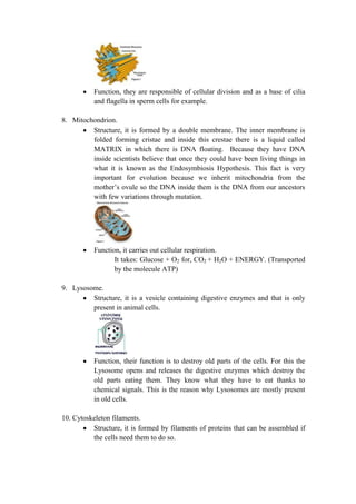 Function, they are responsible of cellular division and as a base of cilia
and flagella in sperm cells for example.
8. Mitochondrion.
Structure, it is formed by a double membrane. The inner membrane is
folded forming cristae and inside this crestae there is a liquid called
MATRIX in which there is DNA floating. Because they have DNA
inside scientists believe that once they could have been living things in
what it is known as the Endosymbiosis Hypothesis. This fact is very
important for evolution because we inherit mitochondria from the
mother’s ovule so the DNA inside them is the DNA from our ancestors
with few variations through mutation.

Function, it carries out cellular respiration.
It takes: Glucose + O2 for, CO2 + H2O + ENERGY. (Transported
by the molecule ATP)
9. Lysosome.
Structure, it is a vesicle containing digestive enzymes and that is only
present in animal cells.

Function, their function is to destroy old parts of the cells. For this the
Lysosome opens and releases the digestive enzymes which destroy the
old parts eating them. They know what they have to eat thanks to
chemical signals. This is the reason why Lysosomes are mostly present
in old cells.
10. Cytoskeleton filaments.
Structure, it is formed by filaments of proteins that can be assembled if
the cells need them to do so.

 