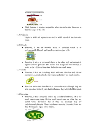 Their function is to move organelles where the cells need them and to
keep the shape of the cell.
11. Cytoplasm.
Liquid in which all organelles are and in which chemical reactions take
place.
12. Cell wall.
Structure, it has an structure made of cellulose which is an
polysaccharide The cell wall is only present on plant cells.

Function, it gives a polygonal shape to the plant cell and protects it
against osmotic pressure. This means that it regulates the entrance of
water so the cell doesn’t explode for having too much water.
13. Vacuole.
Structure, it is a sac containing water and toxic dissolved and colored
substances. Animal cells also have vacuoles but they are much smaller.

Function, their main function is to store substances although they are
also important for the Hydro skeleton because they help to hold the plant.
14. Chloroplast
Structure, it has a structure formed by a double membrane, DNA and
small membranes inside. If these small membranes are pilled they are
called Grana thylakoids but if they are extended they are
calledstromathylakoids. These membranes contain chlorophyll and are
find floating on a liquid called Strama.

 