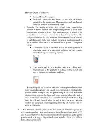 There are 2 types of diffusion:



Simple. Molecules just pass.
Facilitated: Molecules pass thanks to the help of proteins
incrusted in the membranes. These proteins work as channels
that allow proteins to pass through them
o Osmosis: The passing of water from a high water concentration
solution or from a solution with a high water potential to a low water
concentration solution or from a low water potential; or what it is the
same from a hypotonic solution to a hypertonic solution. The
difference in height between solutions through the process of osmosis
is called pressure. Cells with partially permeable membranes need to
be in isotonic solutions as if not osmosis takes places; 2 things can
occur:
 If an animal cell is in a solution with a low water potential or
what isthe same: in a hypertonic solution; the cell releases
water shrinking and becoming crenated.



If an animal cell is in a solution with a very high water
potential such as for example in distilled water, animal cells
tend to absorb water and at the end burst.

For avoiding this our organism takes care that the plasma has the same
water potential as cells in what we call osmoregulation. In plant cells this
problem is not so big as they are protected by a cell wall. When cell
plants are in a solution that has a high water potential plant cells tend to
swell increasing a lot the size of the vacuole but they never burst as they
have the cell wall. Instead when the cell is in a low water potential
solution the cytoplasm swells separating from the cell wall in what we
know as plasmosis.
Active transport. It takes place in the movement of molecules against the
concentration gradient. So it requires energy in the form of the molecule ATP;
also it needs the help of the proteins incrusted in the membrane called carrier
proteins used to transport big molecules and vesicles. There are different
forms of active transport:

 