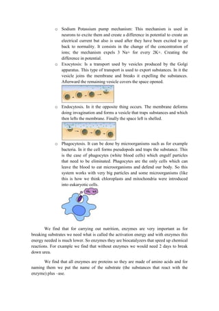 o Sodium Potassium pump mechanism: This mechanism is used in
neurons to excite them and create a difference in potential to create an
electrical current but also is used after they have been excited to go
back to normality. It consists in the change of the concentration of
ions; the mechanism expels 3 Na+ for every 2K+. Creating the
difference in potential.
o Exocytosis: Is a transport used by vesicles produced by the Golgi
apparatus. This type of transport is used to export substances. In it the
vesicle joins the membrane and breaks it expelling the substances.
Afterward the remaining vesicle covers the space opened.

o Endocytosis. In it the opposite thing occurs. The membrane deforms
doing invagination and forms a vesicle that traps substances and which
then lefts the membrane. Finally the space left is shelled.

o Phagocytosis. It can be done by microorganisms such as for example
bacteria. In it the cell forms pseudopods and traps the substance. This
is the case of phagocytes (white blood cells) which engulf particles
that need to be eliminated. Phagocytes are the only cells which can
leave the blood to eat microorganisms and defend our body. So this
system works with very big particles and some microorganisms (like
this is how we think chloroplasts and mitochondria were introduced
into eukaryotic cells.

We find that for carrying out nutrition, enzymes are very important as for
breaking substrates we need what is called the activation energy and with enzymes this
energy needed is much lower. So enzymes they are biocatalyzers that speed up chemical
reactions. For example we find that without enzymes we would need 2 days to break
down urea.
We find that all enzymes are proteins so they are made of amino acids and for
naming them we put the name of the substrate (the substances that react with the
enzyme) plus –ase.

 