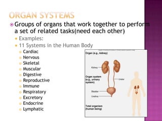 Levels Of Organization | PPTX