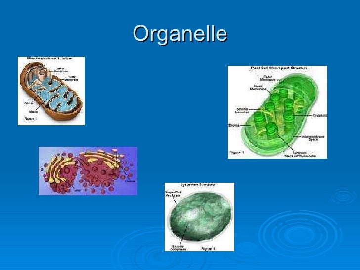 Levels of organization
