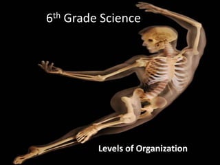 6th Grade Science Levels of Organization 