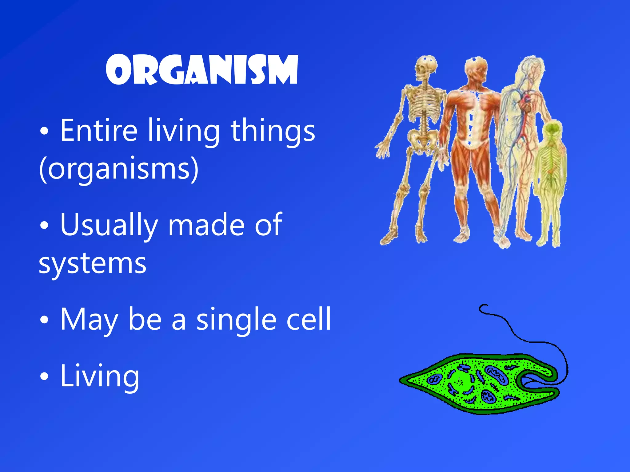 Organism
• Entire living things
(organisms)
• Usually made of
systems
• May be a single cell
• Living