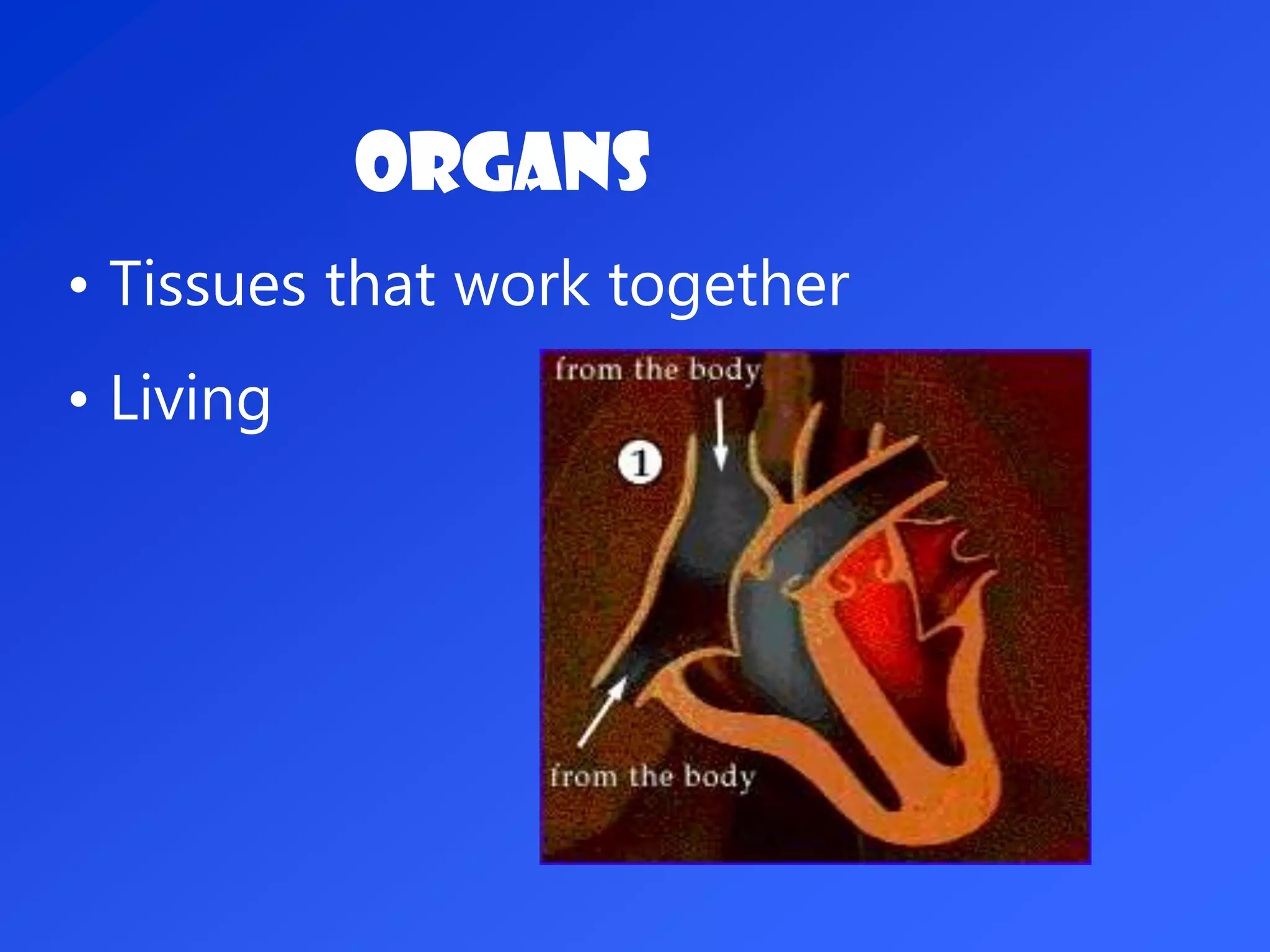Organs
• Tissues that work together
• Living