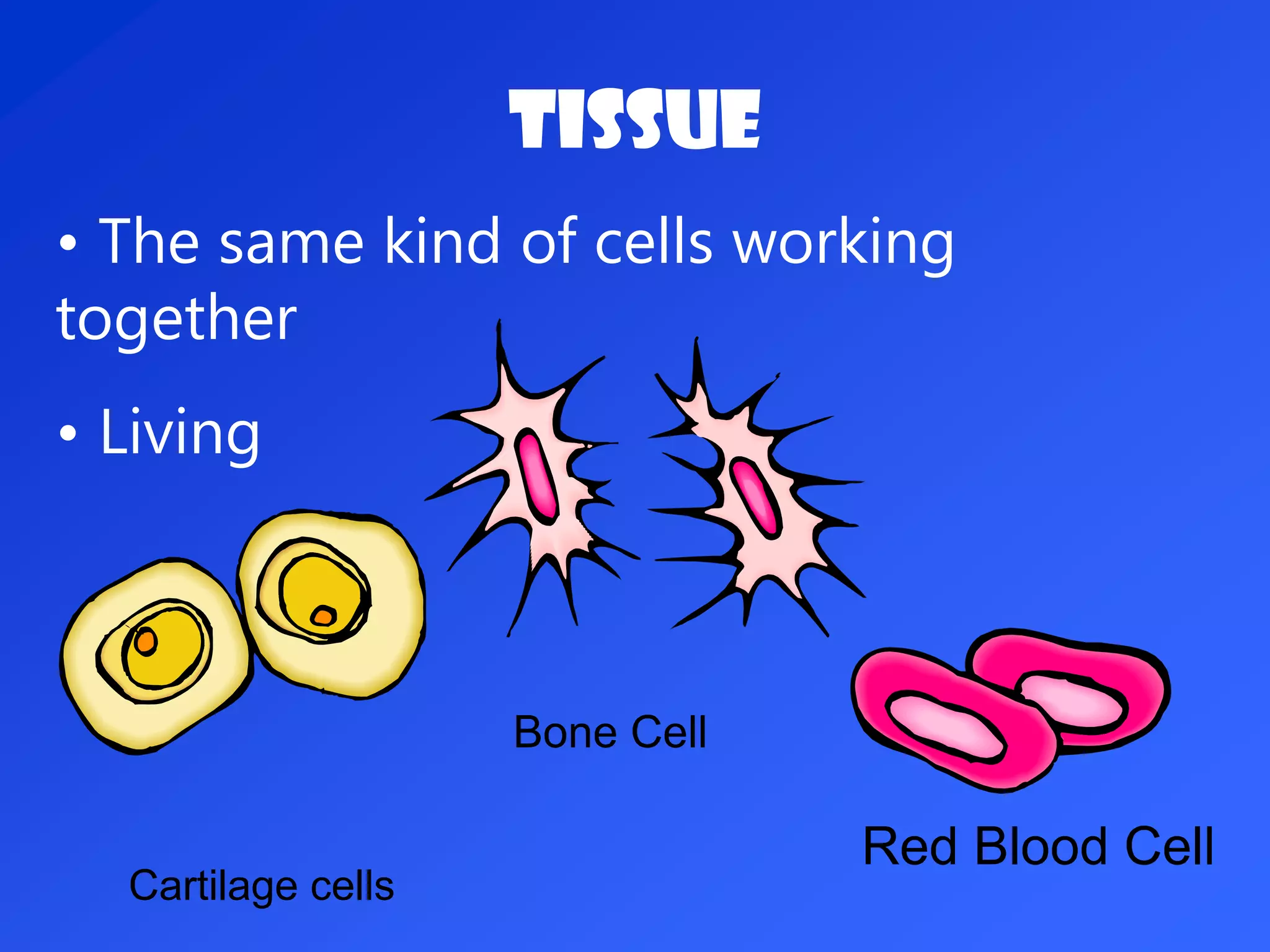 Tissue
• The same kind of cells working
together
• Living