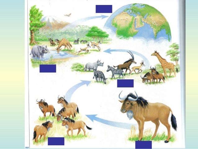 Levels of organization