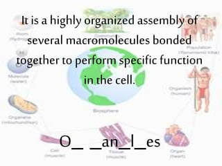 It is a highly organizedassembly of
several macromolecules bonded
togetherto perform specific function
in the cell.
O_ _an_l_es
 