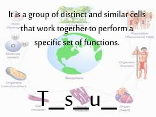 It is a groupof distinct and similar cells
that work together toperform a
specific set of functions.
T_s_u_
 