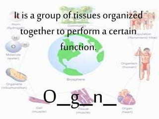 It is a group of tissues organized
together to perform a certain
function.
O_g_n_
 