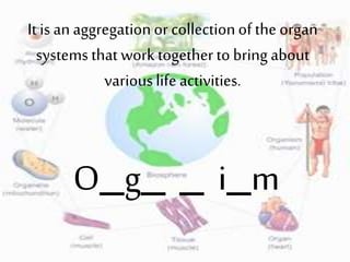 It is an aggregationor collectionof the organ
systems that work togetherto bring about
variouslife activities.
O_g_ _ i_m
 