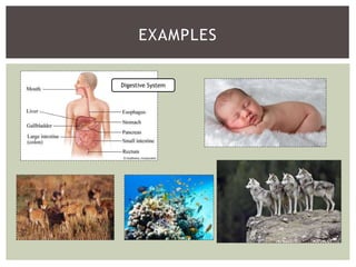 EXAMPLES
Digestive System
 