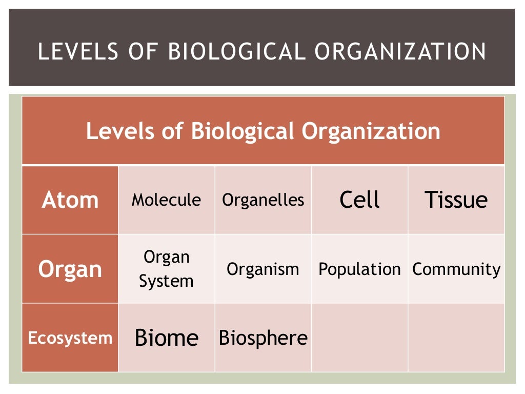 Levels of organization