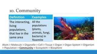 Biological Organization | PPSX