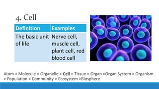 Biological Organization | PPSX