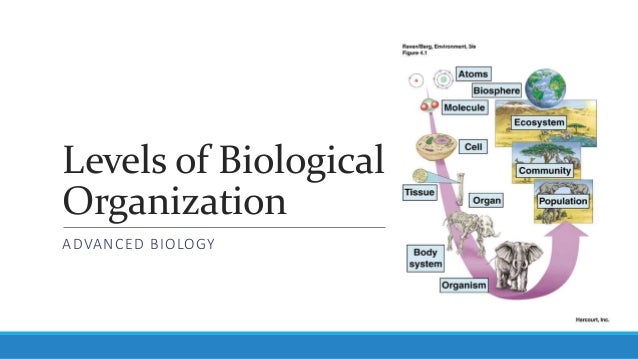 Biological Organization