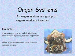 Organ System House Example Levels of organization | PPT