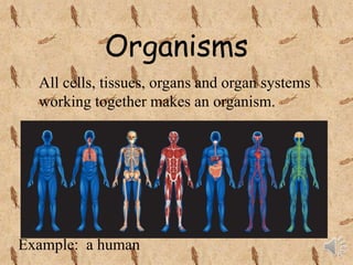 Orgains Topic Levels of organization | PPT