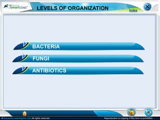 © Educomp Learning Pvt. Ltd. All rights reserved. Reproduction or copying in any form is prohibited
Index
LEVELS OF ORGANIZATION
BACTERIA
FUNGI
ANTIBIOTICS
 