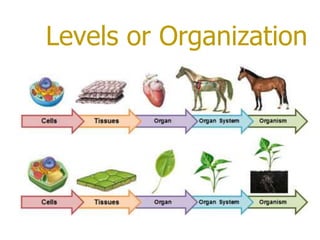 Levels or Organization
 