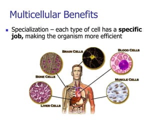 Multicellular Benefits
 Specialization – each type of cell has a specific
job, making the organism more efficient
 