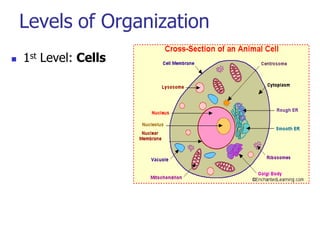 Levels of Organization
 1st Level: Cells
 