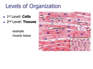 Levels of Organization
 1st Level: Cells
 2nd Level: Tissues
example
muscle tissue
 