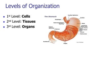 Levels of Organization
 1st Level: Cells
 2nd Level: Tissues
 3rd Level: Organs
 