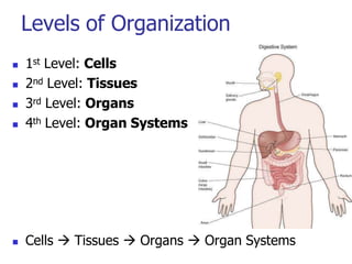 Levels of Organization
 1st Level: Cells
 2nd Level: Tissues
 3rd Level: Organs
 4th Level: Organ Systems
 Cells  Tissues  Organs  Organ Systems
 