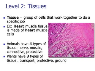 Level 2: Tissues
 Tissue = group of cells that work together to do a
specific job
 Ex: Heart muscle tissue
is made of heart muscle
cells
 Animals have 4 types of
tissue: nerve, muscle,
connective, protective
 Plants have 3 types of
tissue : transport, protective, ground
 