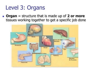 Level 3: Organs
 Organ = structure that is made up of 2 or more
tissues working together to get a specific job done
 