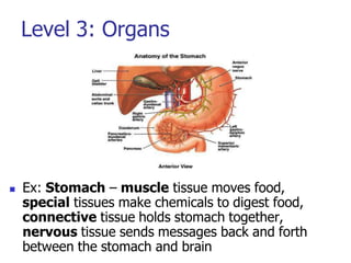 Level 3: Organs
 Ex: Stomach – muscle tissue moves food,
special tissues make chemicals to digest food,
connective tissue holds stomach together,
nervous tissue sends messages back and forth
between the stomach and brain
 