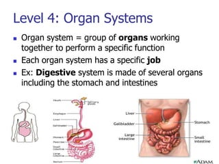 Level 4: Organ Systems
 Organ system = group of organs working
together to perform a specific function
 Each organ system has a specific job
 Ex: Digestive system is made of several organs
including the stomach and intestines
 