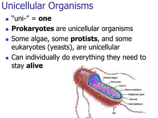 Unicellular Organisms
 “uni-” = one
 Prokaryotes are unicellular organisms
 Some algae, some protists, and some
eukaryotes (yeasts), are unicellular
 Can individually do everything they need to
stay alive
 